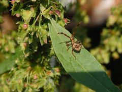 Mittleres Larvenstadium der Lederwanze (Coreus marginatus)