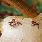 Mittleres Larvenstadium der Lederwanze (Coreus marginatus)