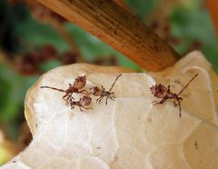 Mittleres Larvenstadium der Lederwanze (Coreus marginatus)