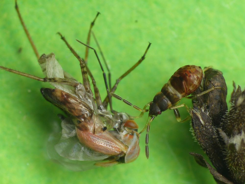 Mittleres Larvenstadium des Nessel-Wichts (Scolopostethus affinis)