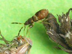 Mittleres Larvenstadium des Nessel-Wichts (Scolopostethus affinis)