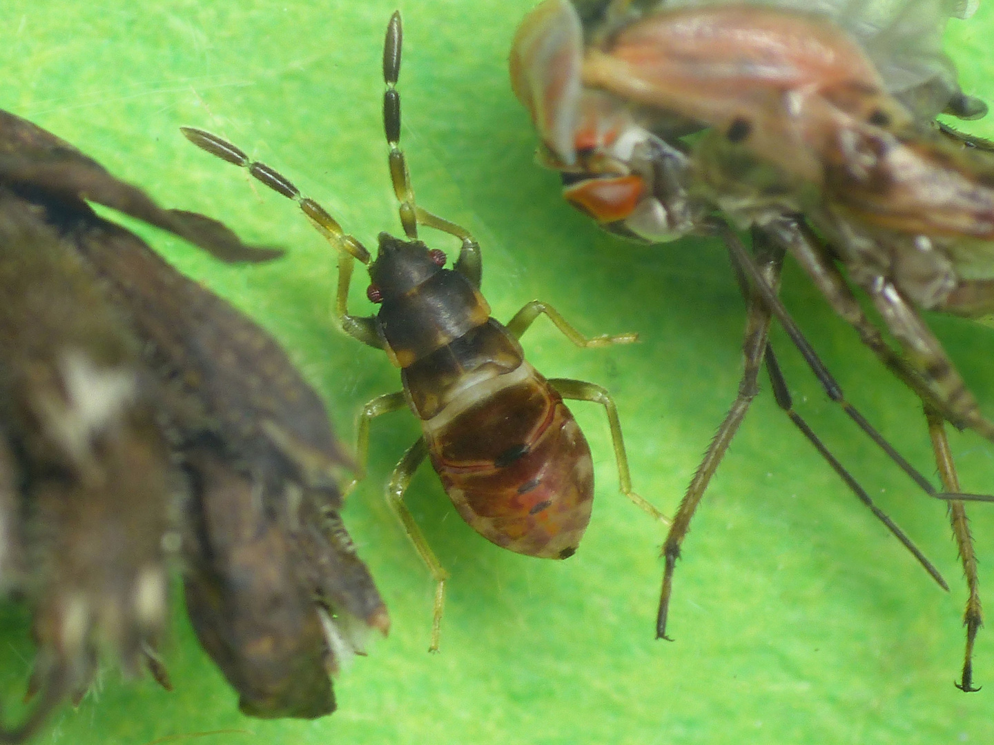 Mittleres Larvenstadium des Nessel-Wichts (Scolopostethus affinis)