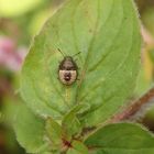 Mittleres Larvenstadium von Peribalus strictus