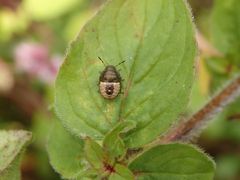 Mittleres Larvenstadium von Peribalus strictus