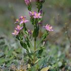 Mittleres Tausendgüldenkraut (Centaurium pulchellum)