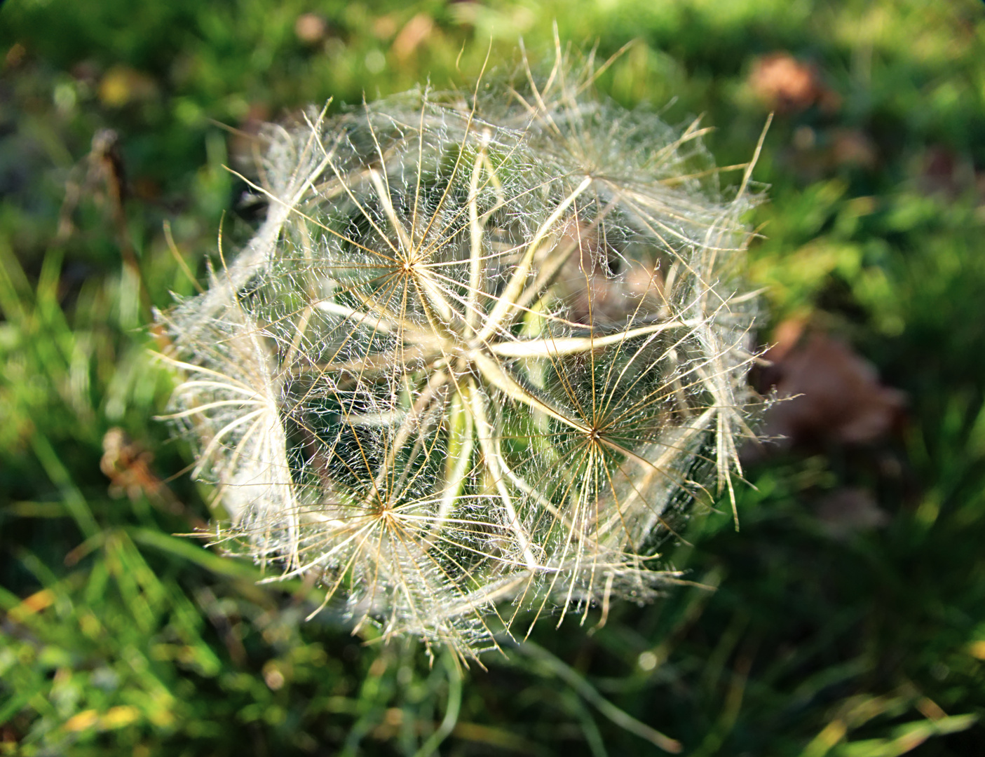 Mittlochsblümchen