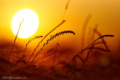 « Mittsommernacht im Pott »