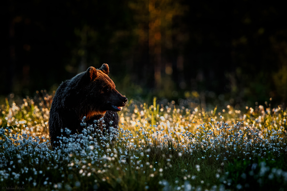 Mittsommernachtsbär