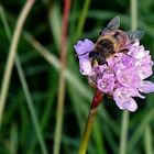 Mittwoch-Abend-Blümchen... 