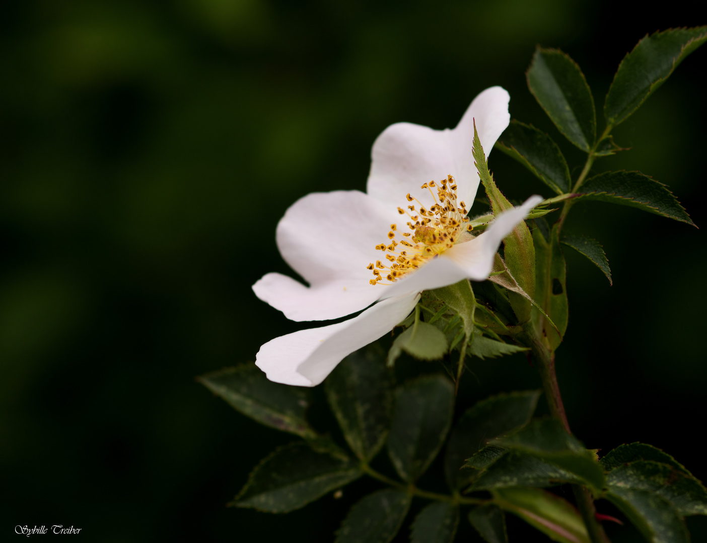 Mittwoch Blümchen