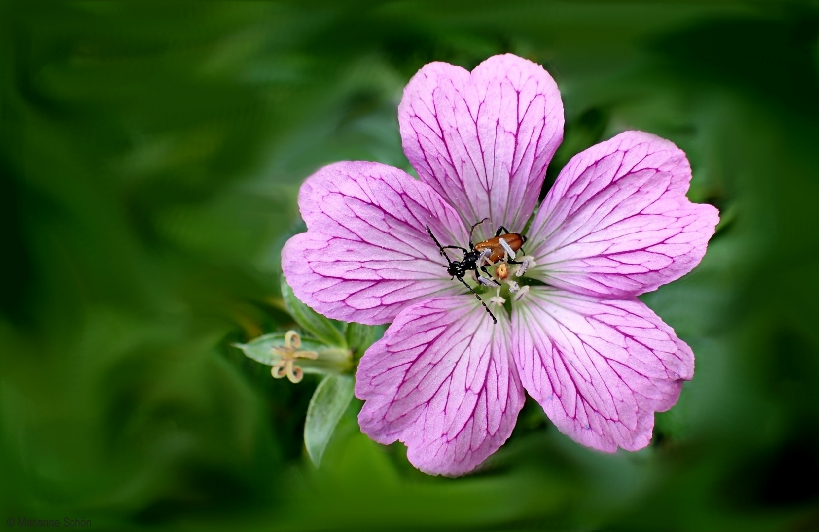 Mittwoch-Blümchen mit Käferbesuch...