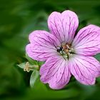 Mittwoch-Blümchen mit Käferbesuch...