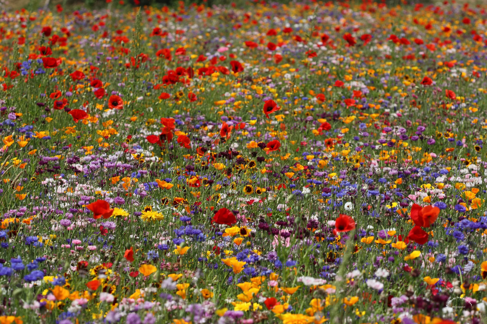 Mittwoch: Blumenwiese