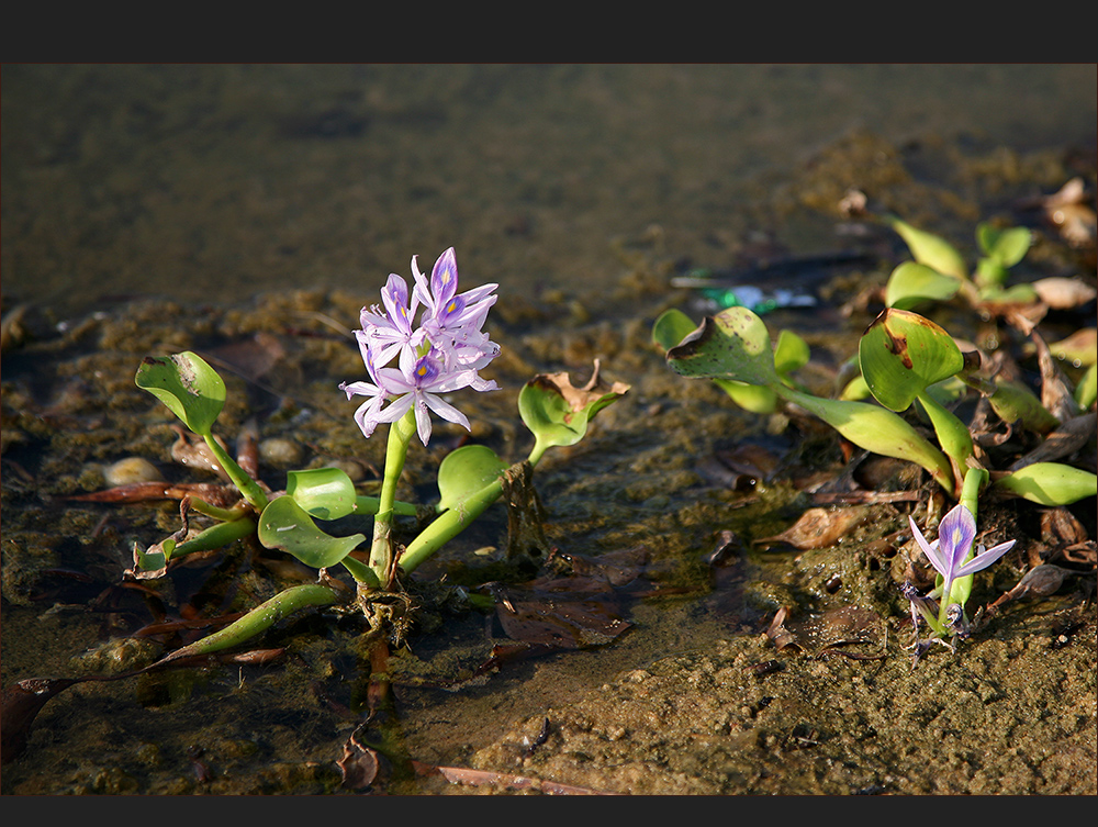 Mittwoch heute mit Wasserhyazinthe