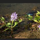 Mittwoch heute mit Wasserhyazinthe