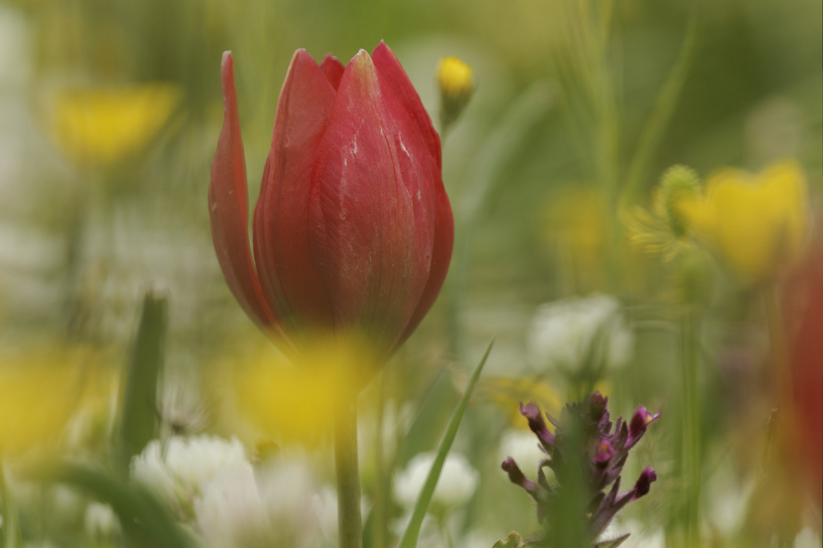 Mittwoch ist Blümchentag Endemische Tulipa Doerfleri auf Kreta
