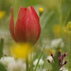 Mittwoch ist Blümchentag Endemische Tulipa Doerfleri auf Kreta