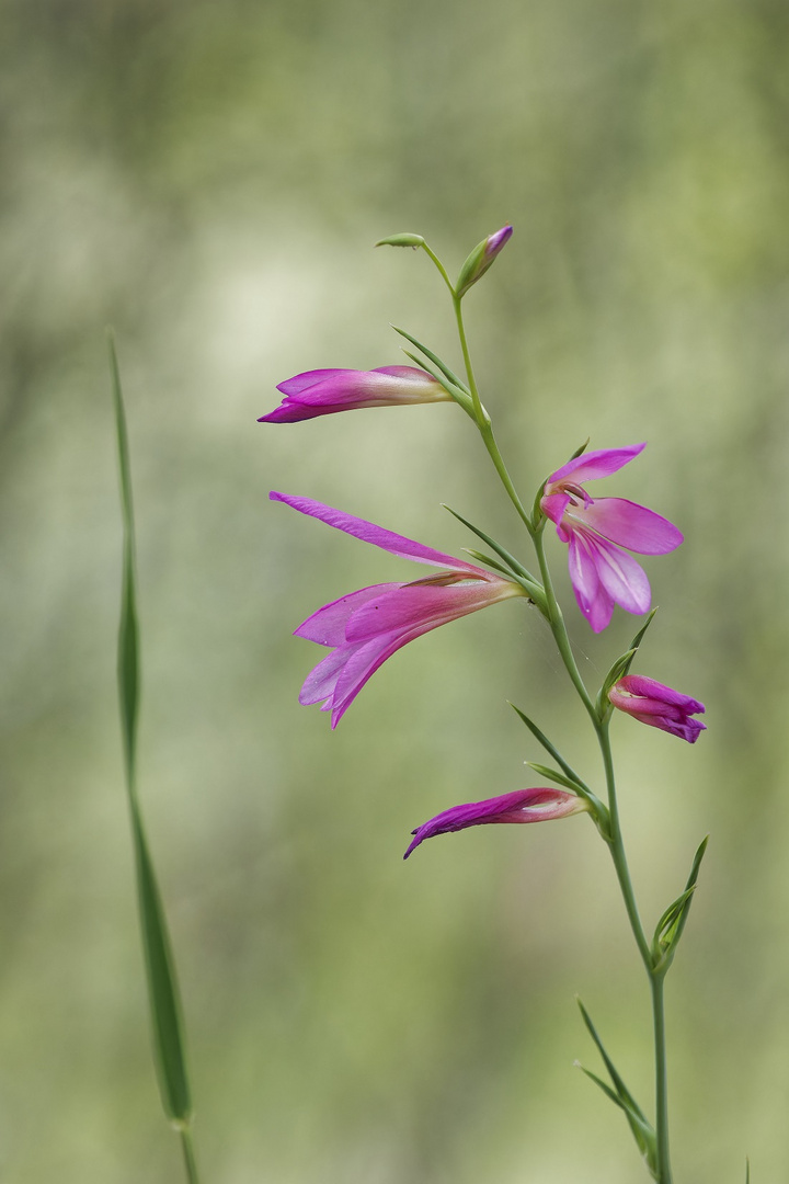 Mittwoch ist Blümchentag Italienische Gladiole auf Kreta