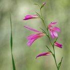 Mittwoch ist Blümchentag Italienische Gladiole auf Kreta