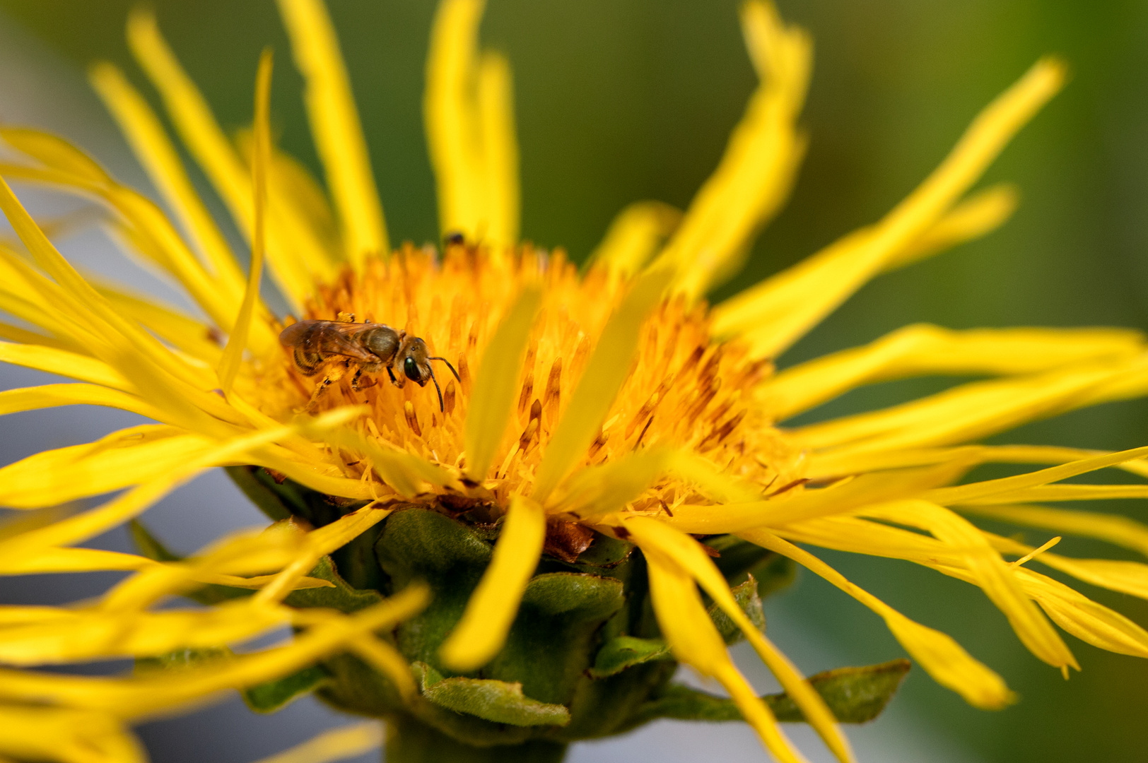 Mittwoch ist Blumentag