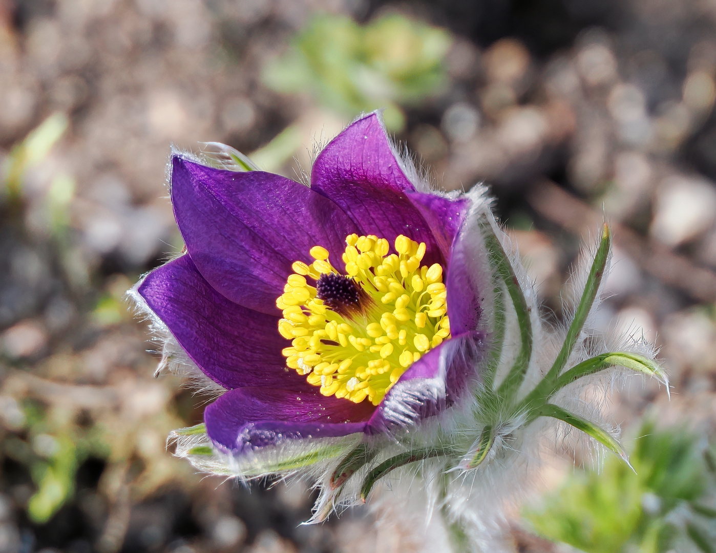 Mittwoch ist der Tag der Blumen