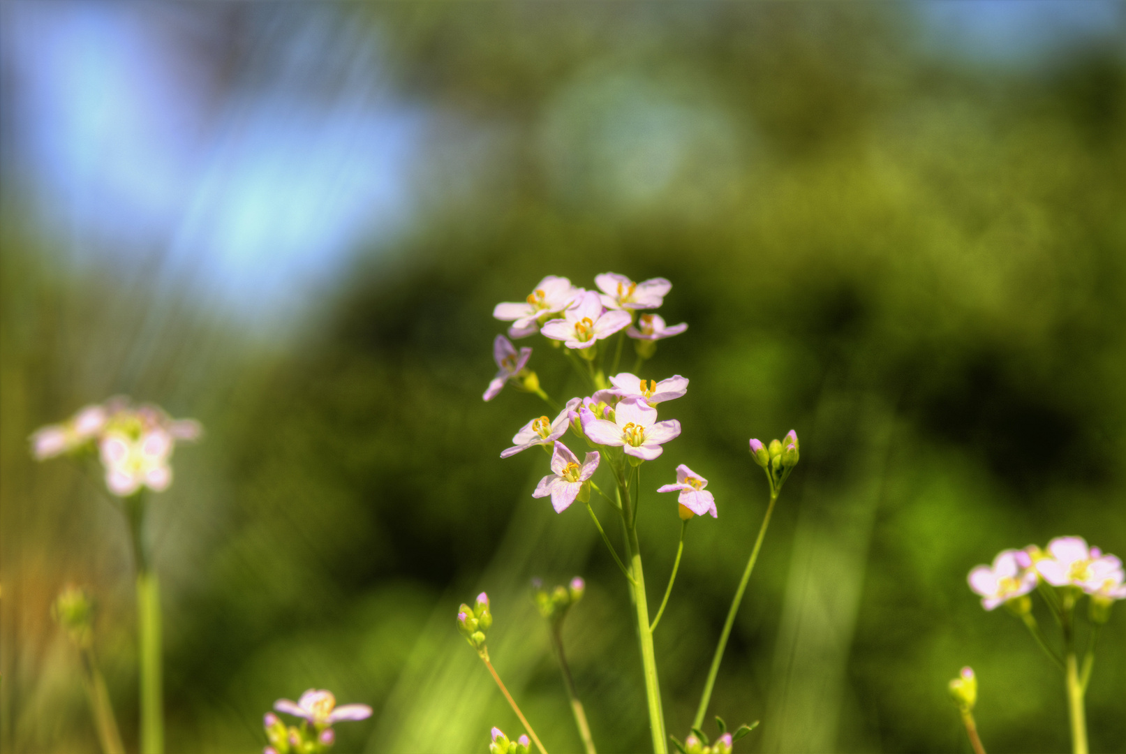 Mittwoch mit Wiesenschaumkraut