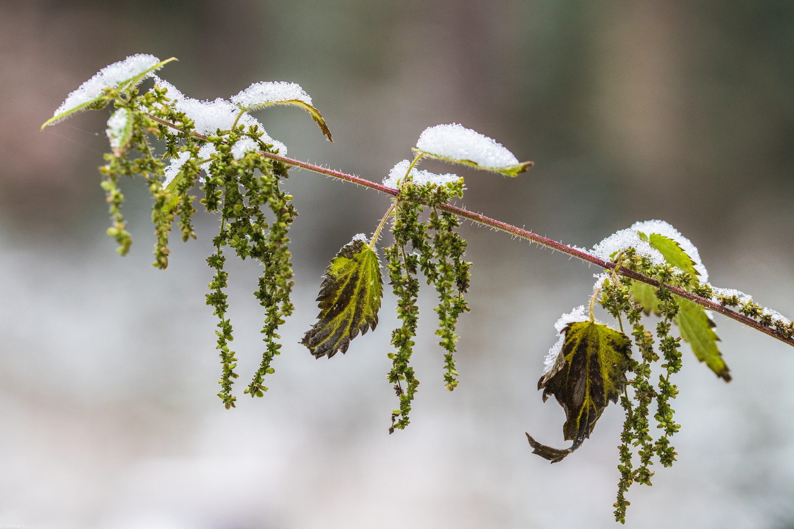 Mittwoch Morgen im Wald 1