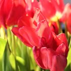 Mittwoch s Tulpen 