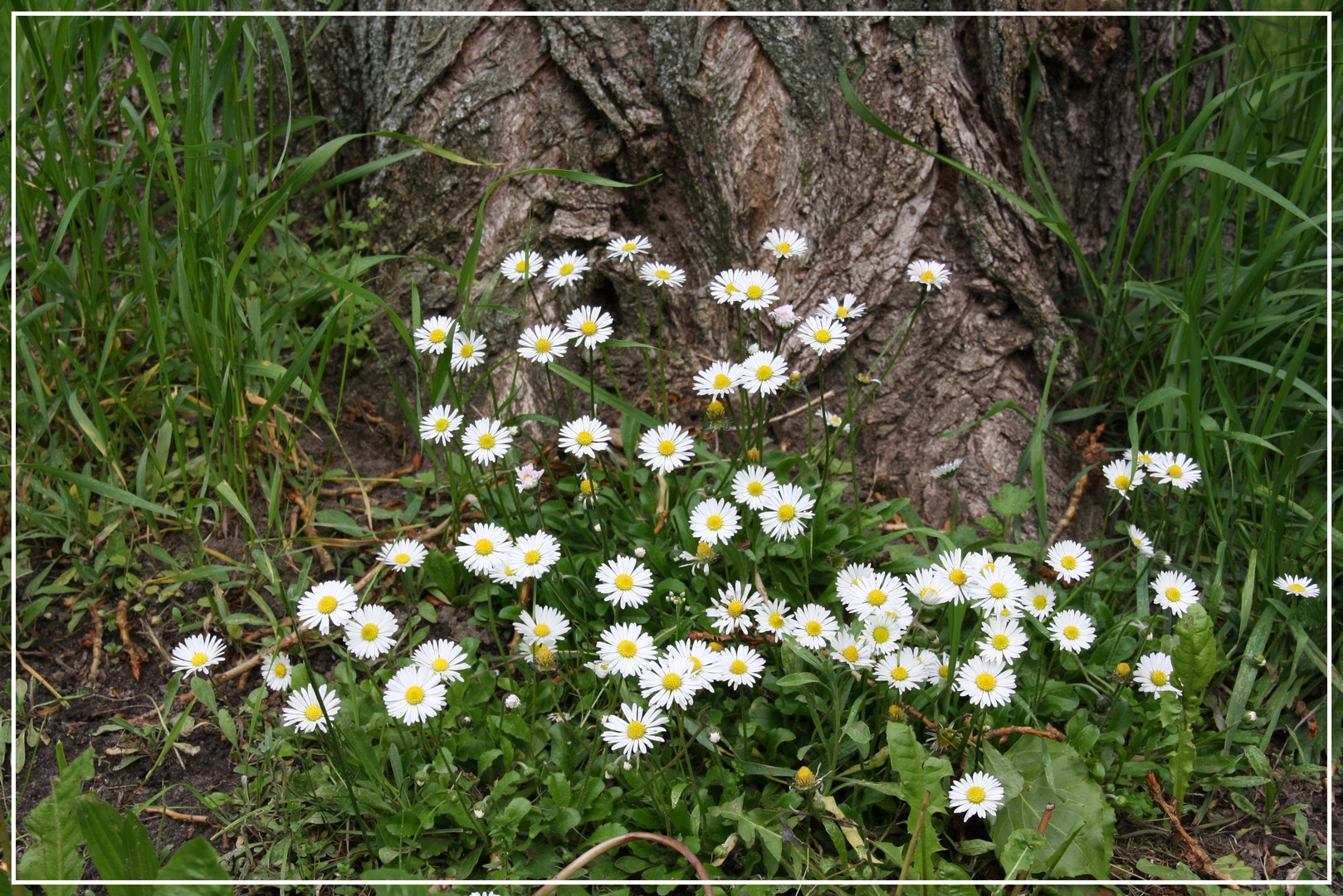 Mittwochabendblümchen