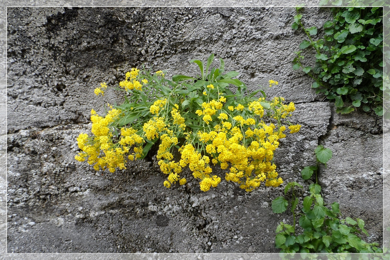 Mittwochabendblümchen