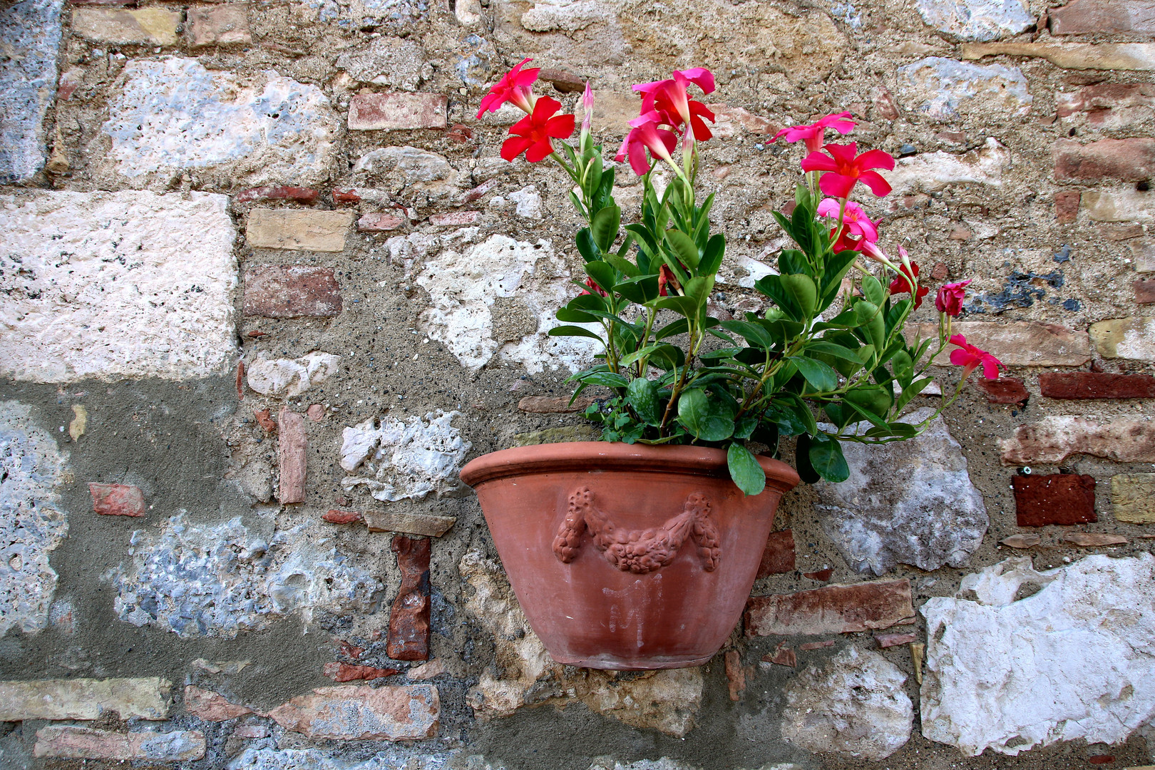 Mittwochblümchen an der Mauer