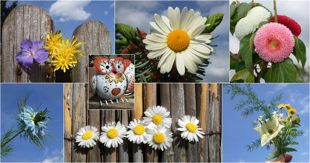 Mittwochblümchen an Euch