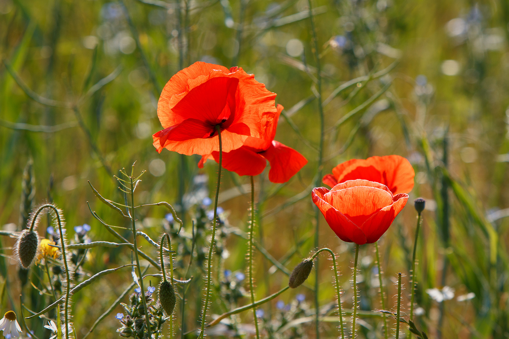 Mittwochblümchen