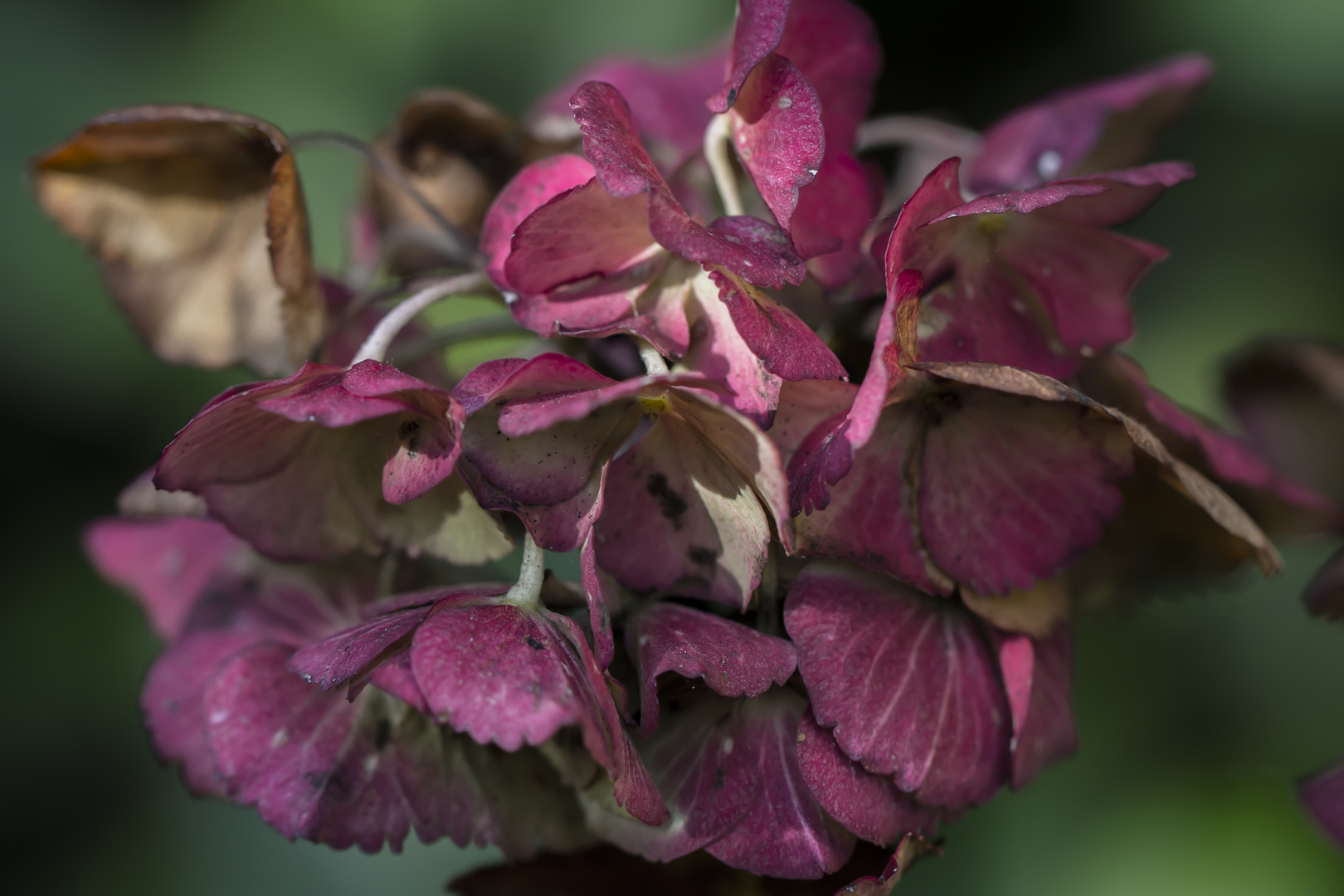 mittwochblümchen - das letzte aus dem garten