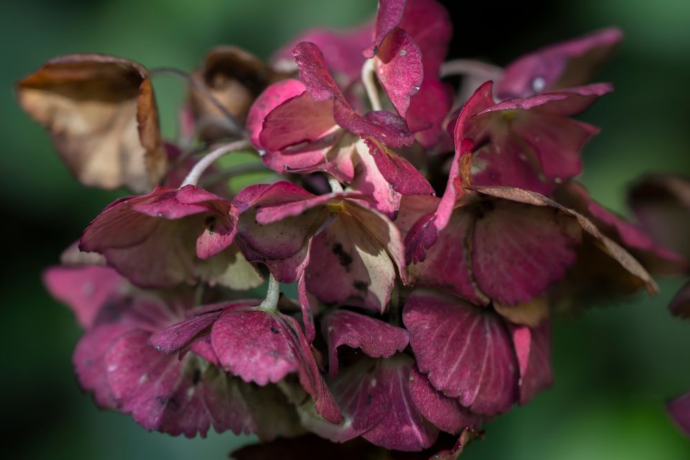 mittwochblümchen - das letzte aus dem garten