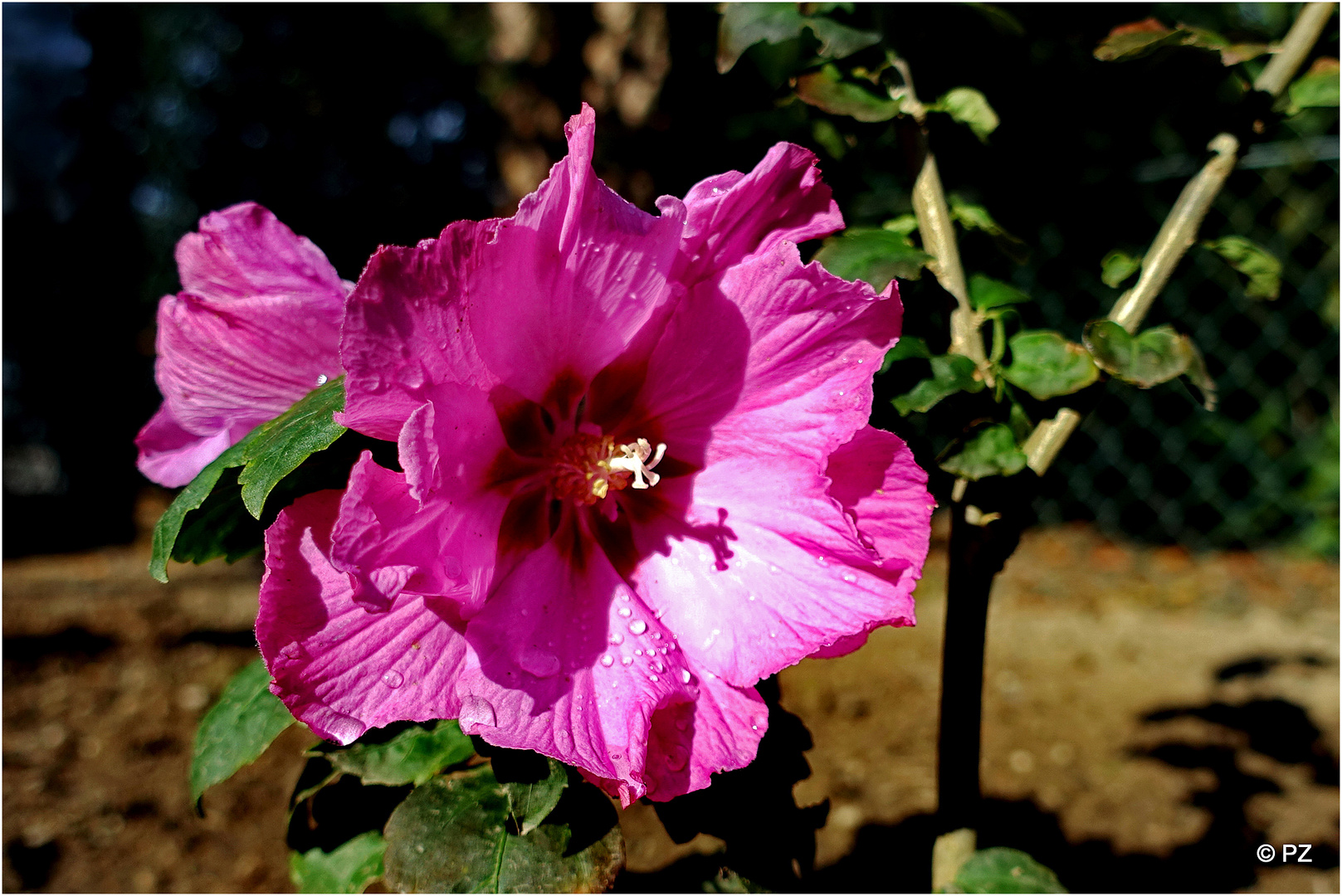 Mittwochblümchen: Gartenhibiskus ...