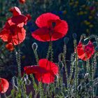 Mittwochblümchen im Gegenlicht