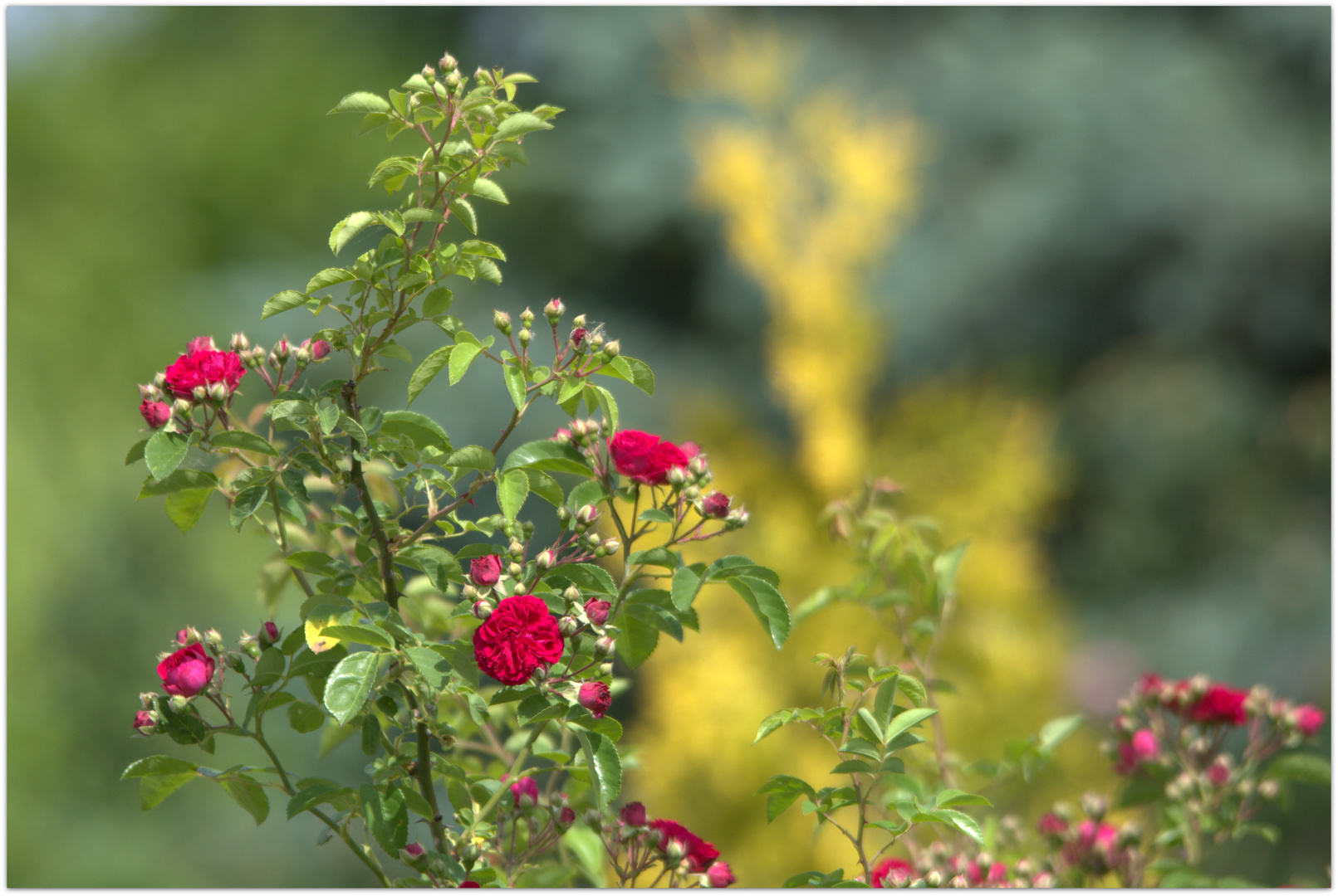 Mittwochblümchen : Kletterrose Chavy Chase