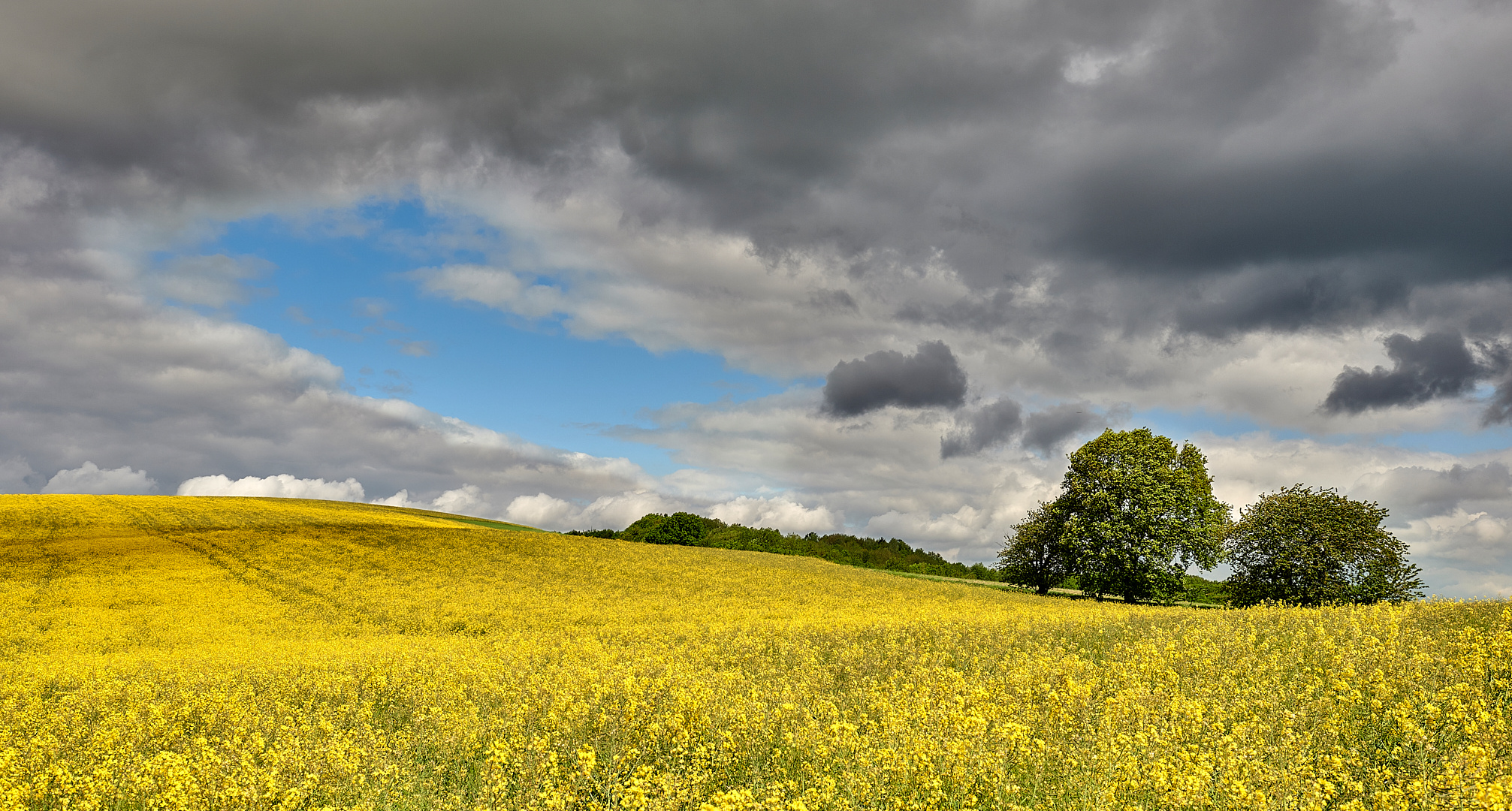 Mittwochblümchen so weit das Auge reicht, das blaue Loch gab es als Zugabe...