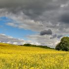 Mittwochblümchen so weit das Auge reicht, das blaue Loch gab es als Zugabe...