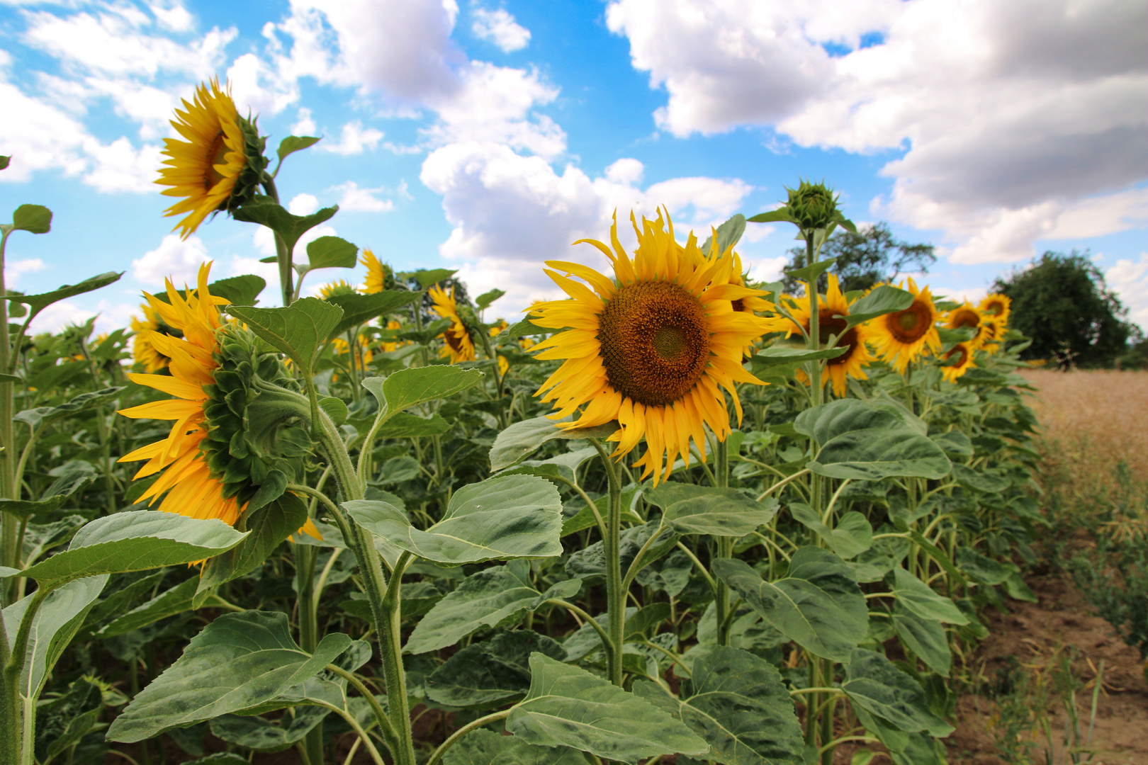 Mittwochblümchen Sonnenblumen