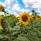 Mittwochblümchen Sonnenblumen