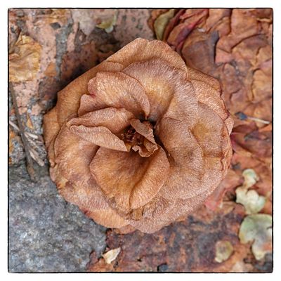 Mittwochblumchen - Vergänglichkeit