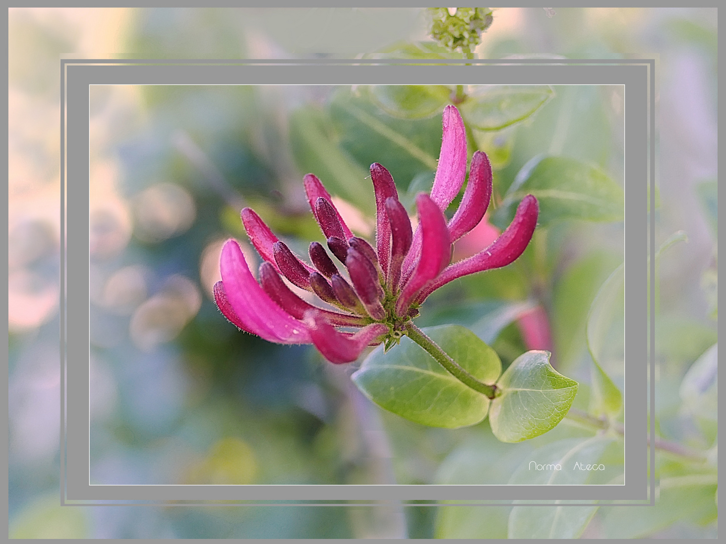 Mittwochblume Geißblatt 