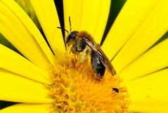 Mittwochdblümchen mit Besuch