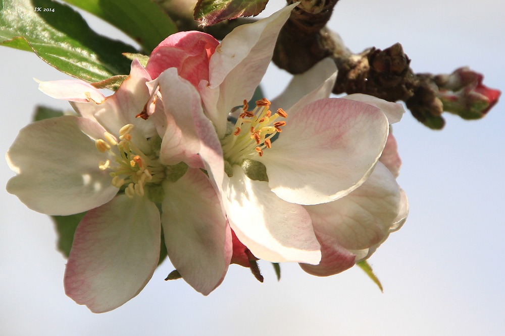 Mittwochs-Apfelbaum-Blümchen