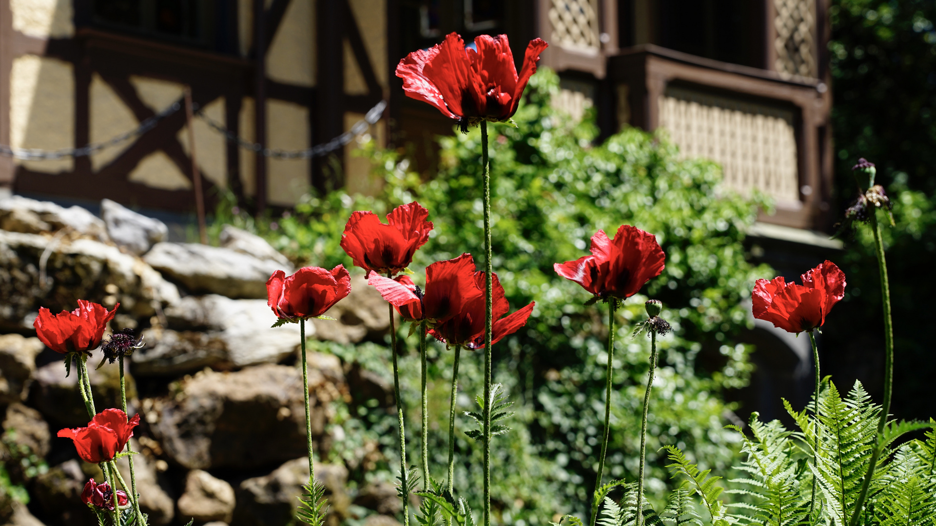 Mittwochs blüht der Mohn