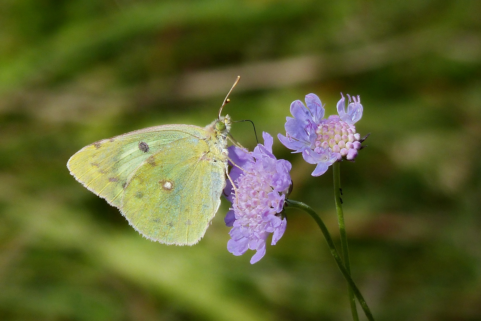 Mittwochs Blümchen aus Nettersheim Eifel.