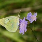 Mittwochs Blümchen aus Nettersheim Eifel.