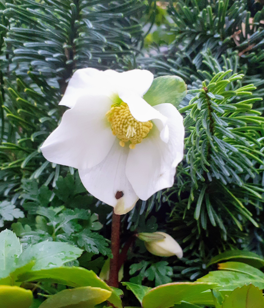                   Mittwochs Blümchen    " Christrose " Helleborusniger    